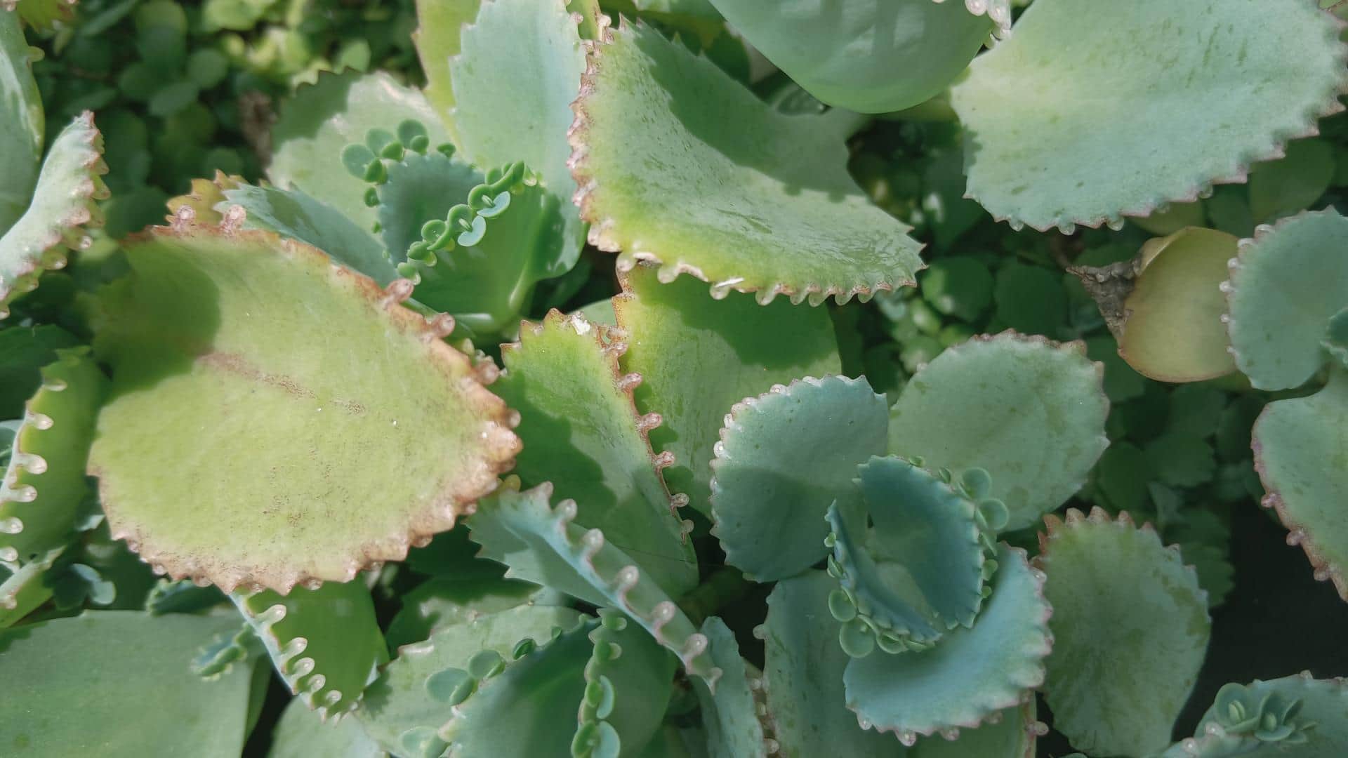 plant nursery business idea patharchatta plant farming details in hindi