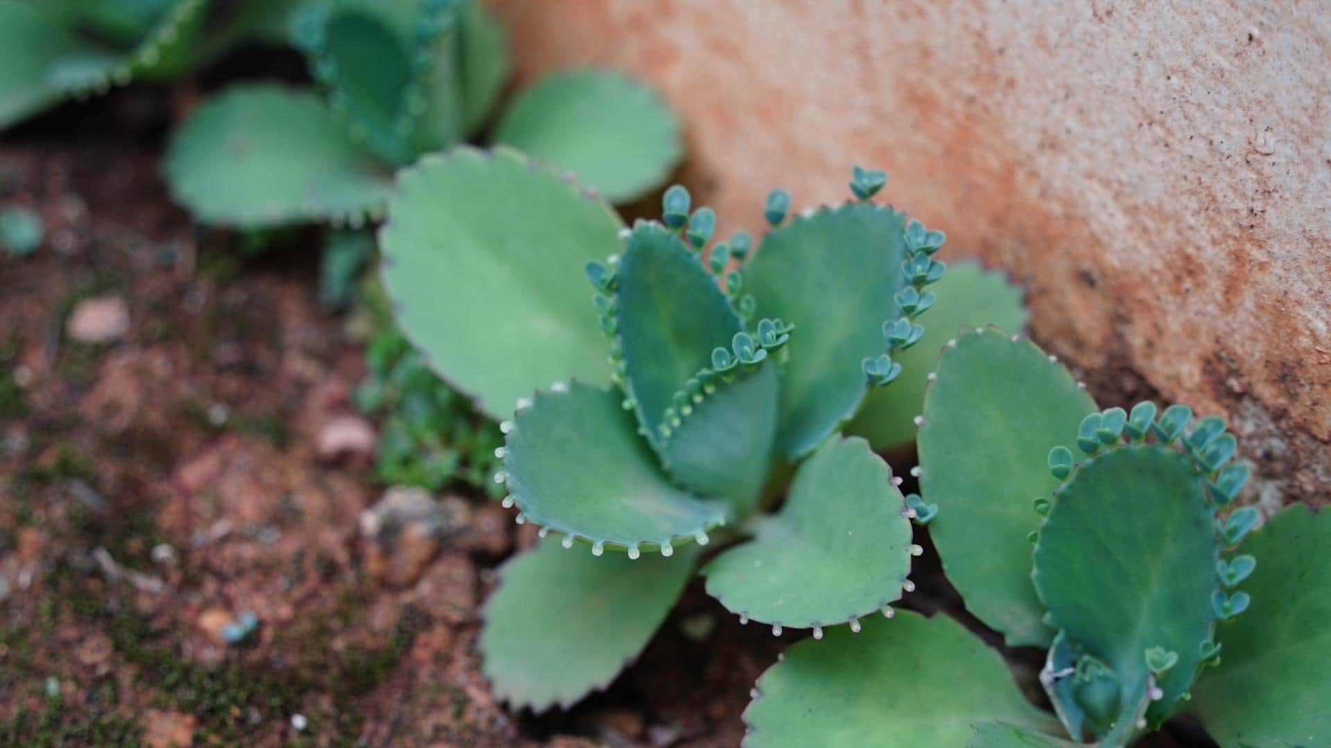 plant nursery business idea patharchatta plant farming details in hindi