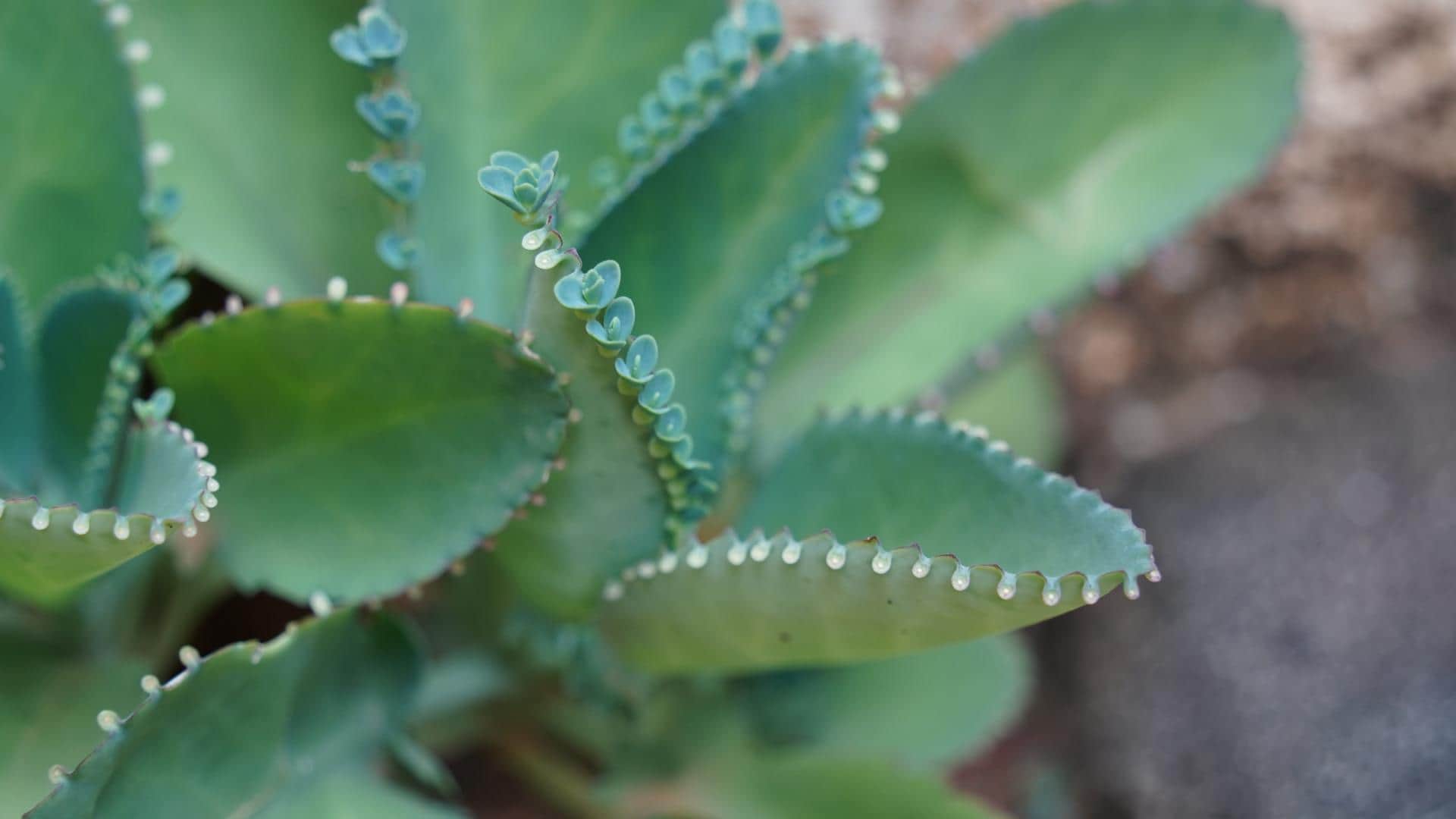 plant nursery business idea patharchatta plant farming details in hindi