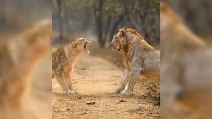 Viral Videos gir national park lioness challenges lion gujarat safari