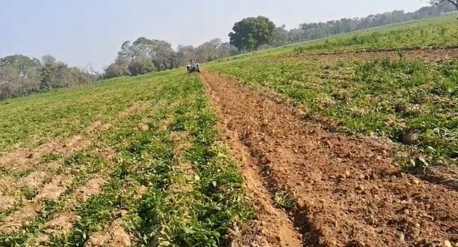 Farrukhabad Troubled by recession farmer cultivated five bighas of potato crop hope is pinned on maize crop