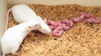 IVRI scientists have developed a special species of mice for testing