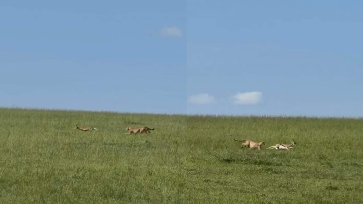 Tiger hunting deer but he escaped video goes viral tiger hiran ka shikar