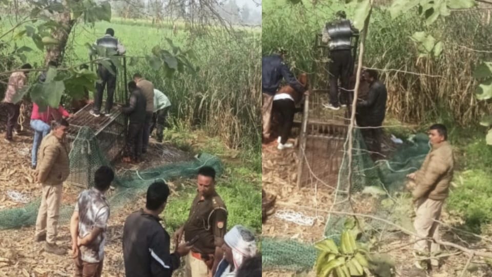 Bijnor: Leopard Falls Into Abandoned Well in Bijnor’s Tohfapur, Forest Team Launches Rescue