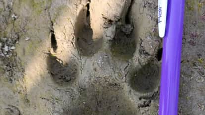 Leopard spotted in Fatehganj West area of bareilly