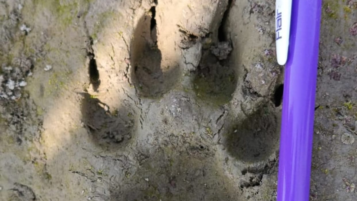 Leopard spotted in Fatehganj West area of bareilly