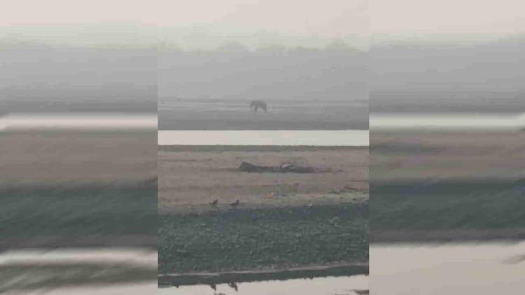 Uttarakhand: घायल हाथी की पीड़ा पर संवेदनहीनता भारी, तट पर तड़पता रहा, मदद के लिए लगाता रहा गुहार