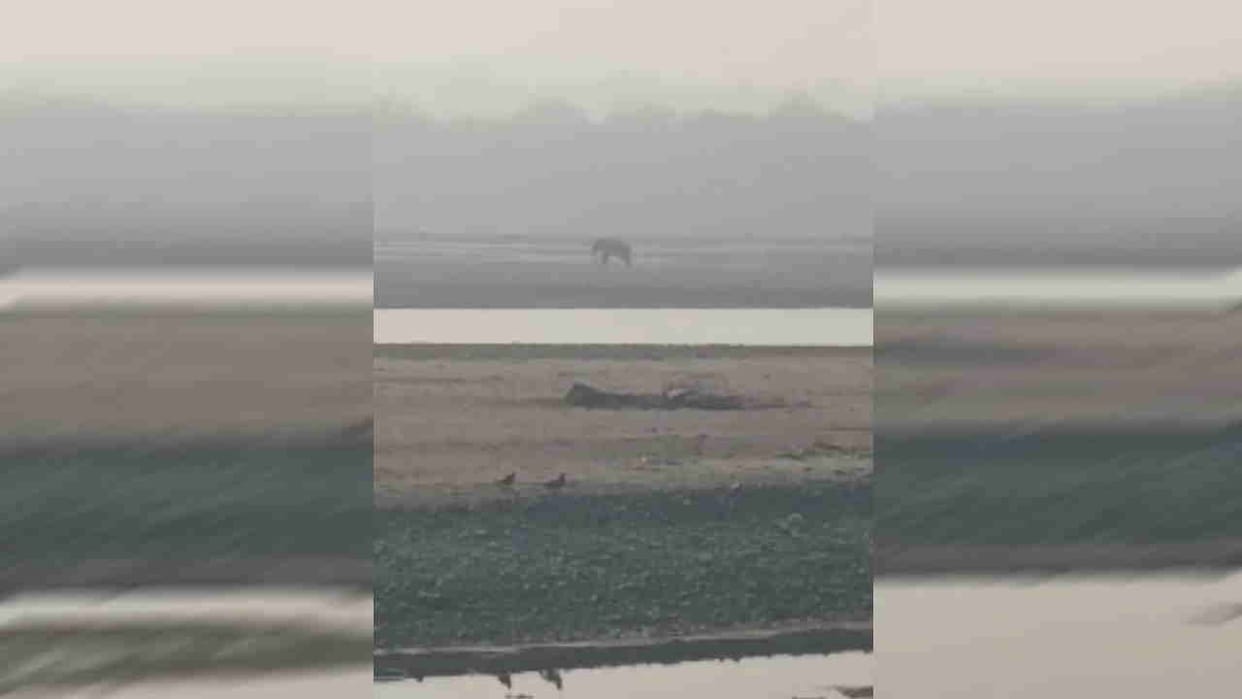 Injured elephant in Rajaji Tiger Reserve kept groaning in pain whole day on banks of river Ganga