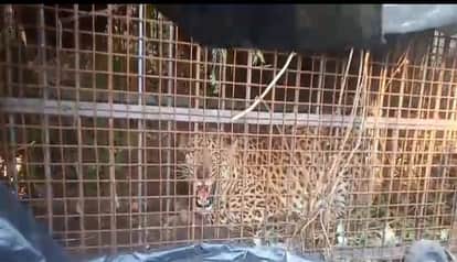 Leopard trapped in a cage in Junestate, Bhimtal, sent to Ranibagh Rescue Centre