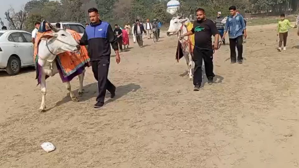 Kila Raipur Rural Olympics from today Punjab sporting prowess bullock cart race