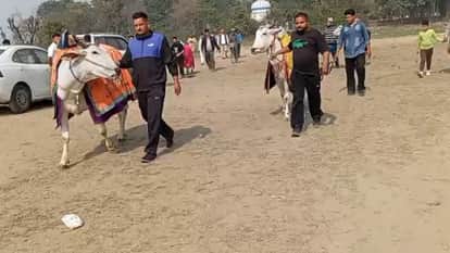 Kila Raipur Rural Olympics from today Punjab sporting prowess bullock cart race