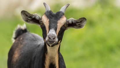 Uttar pradesh hardoi man celebrated his goats birthdays by invitation cards video goes viral