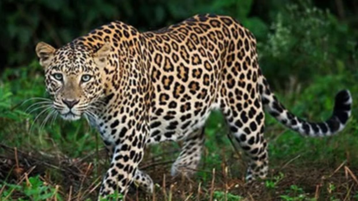 Leopard found injured in Sungrakhal field dies