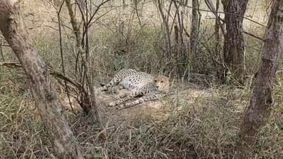kuno national park cheetah gamini three cubs born india cheetah population 38