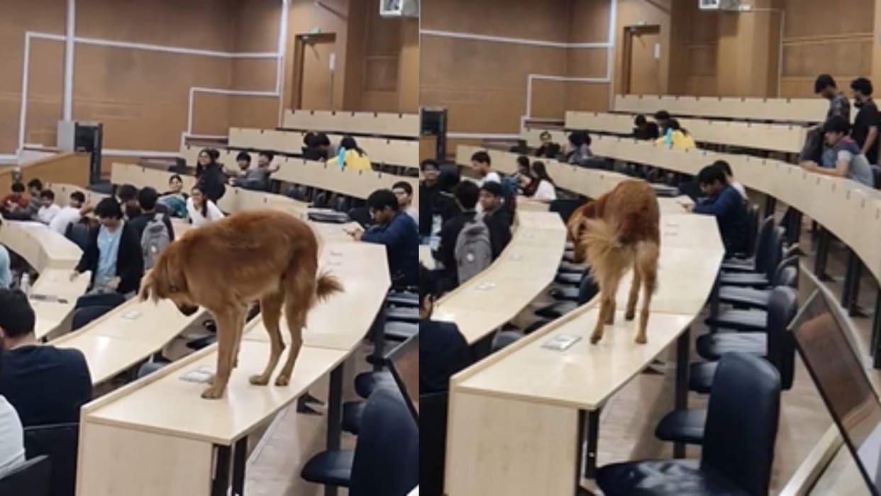 IIt bombay Dog enters lecture hall people gave funny comments video goes viral on social media