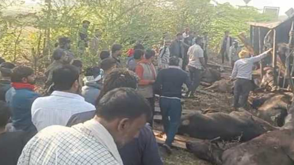 Banda: Truck full of animals overturned while trying to save an elderly man, crushing 15 buffaloes to death