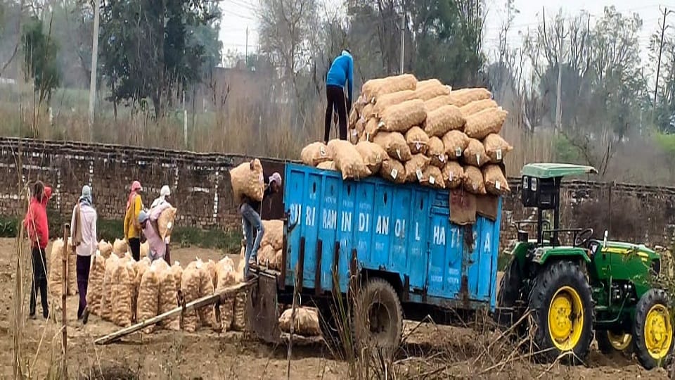 Drizzle worries farmers