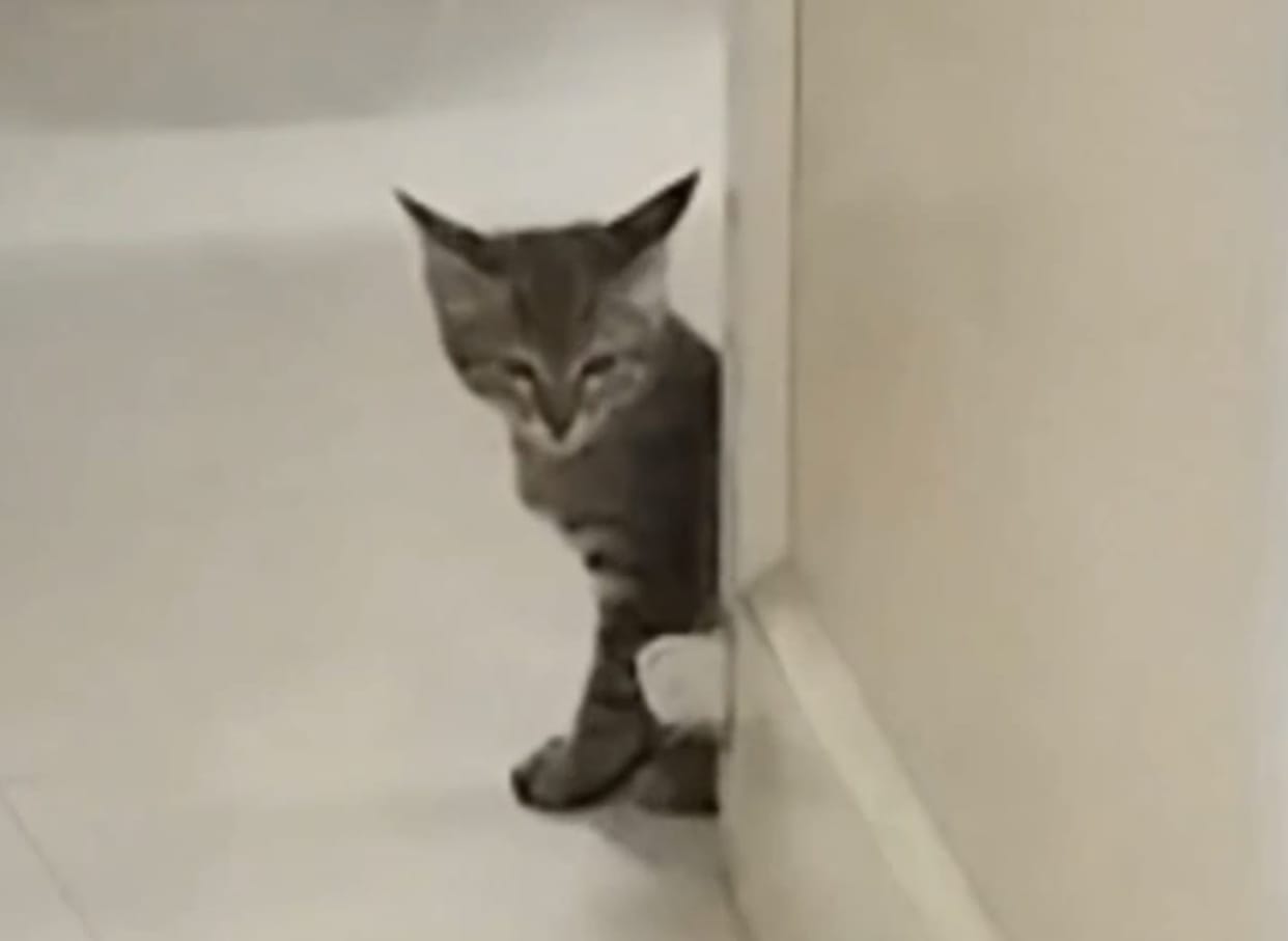 Indore: After rats, a cat was spotted at Indore's MY Hospital, with cages set up to catch it.