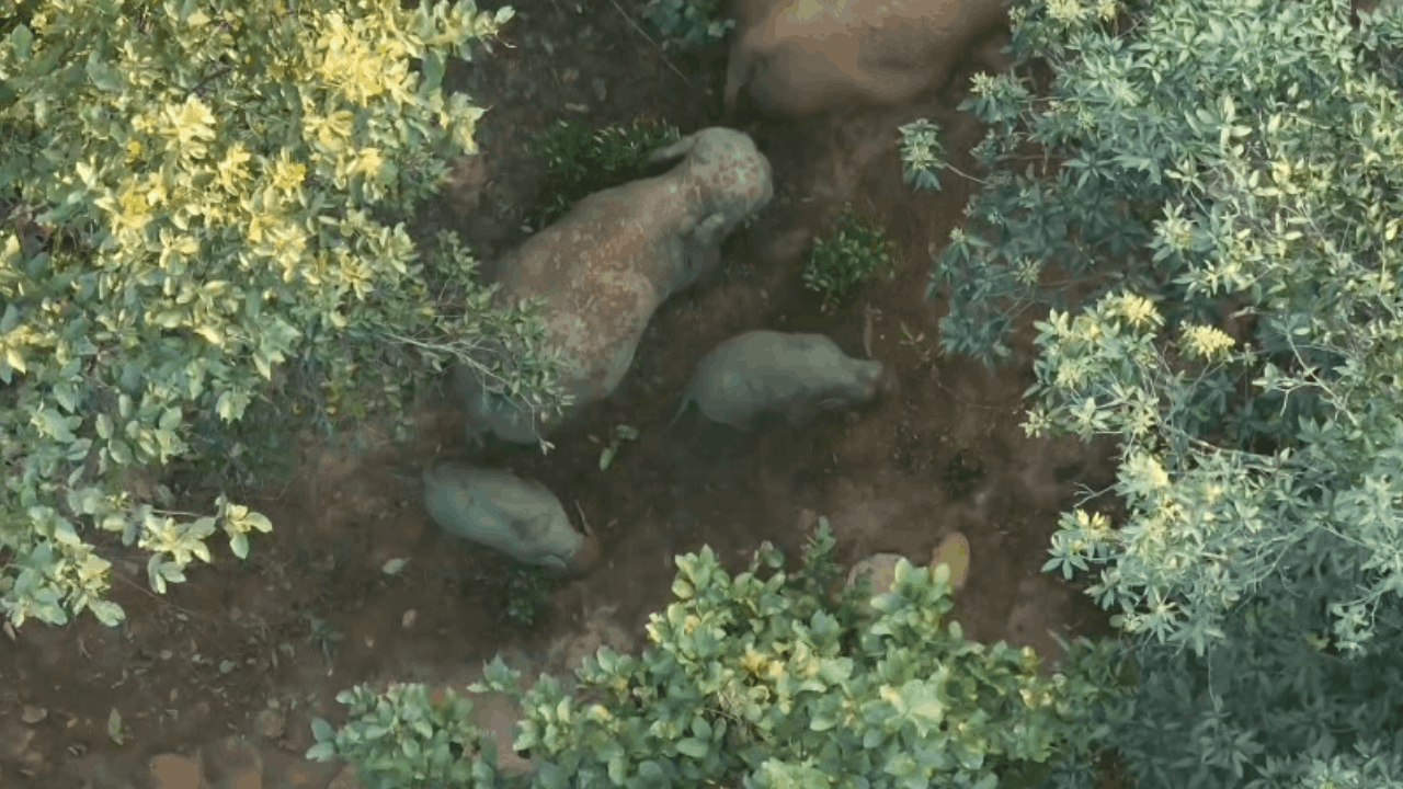 जंगल में 11 हाथियों का दल