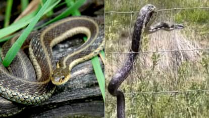 Snake gets repeated electric shocks while climbing wire still did not accept defeat video goes viral