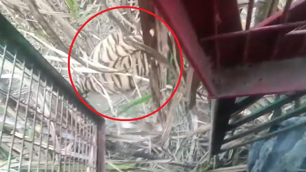 Tiger came to eat prey kept in cage and got trapped in Pilibhit