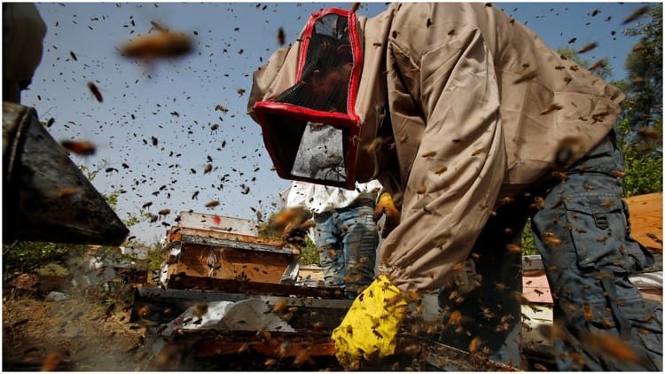 Bee Attack During Cricket Match: क्रिकेट मैच के दौरान मधुमक्खियों का हमला, अंपायर की मौत; कई खिलाड़ी हुए घायल