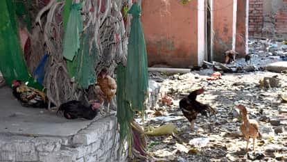 Aligarh District Hospital or Zoo