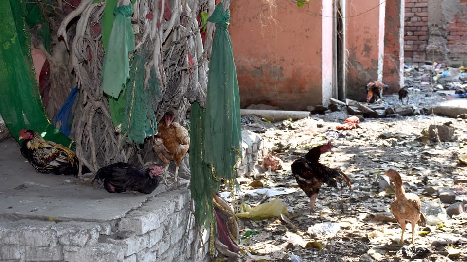 Aligarh District Hospital or Zoo