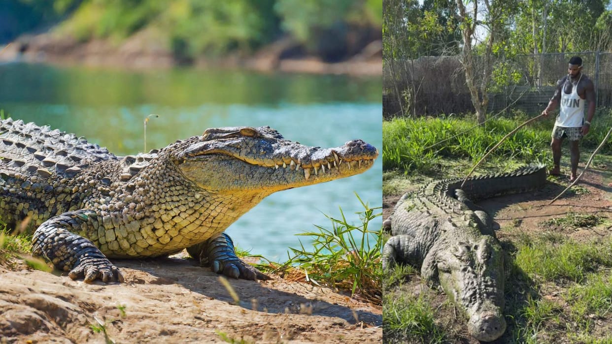 Crocodile was teased with a stick it became aggressive within a moment video goes viral