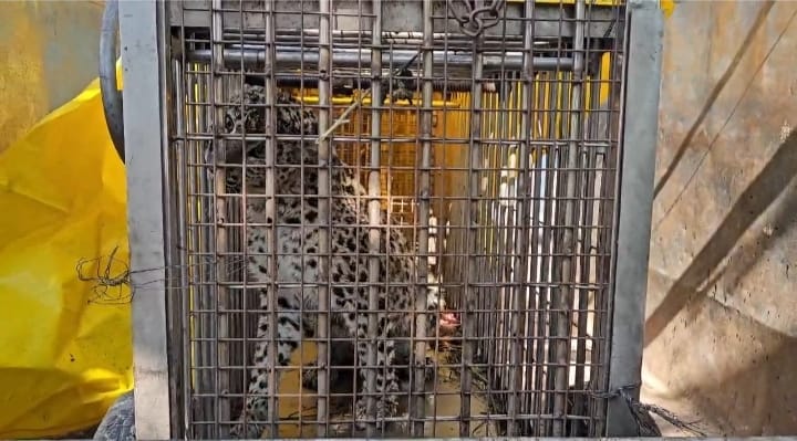 Bageshwar: After a month-long effort, a female leopard was captured in a cage in Paldichhina