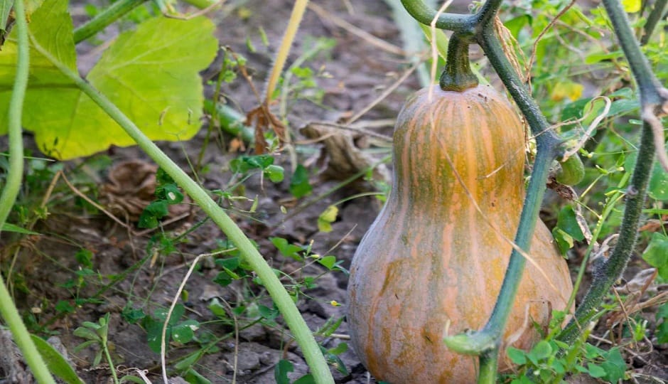 For the first time, a foreign species of pumpkin will be grown in the fields