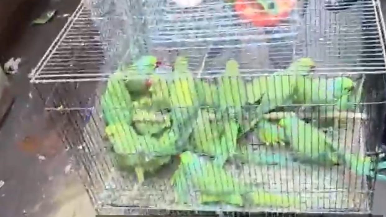 Varanasi news of 499 protected birds recovered from shops smugglers flee scene FIR against unknown persons