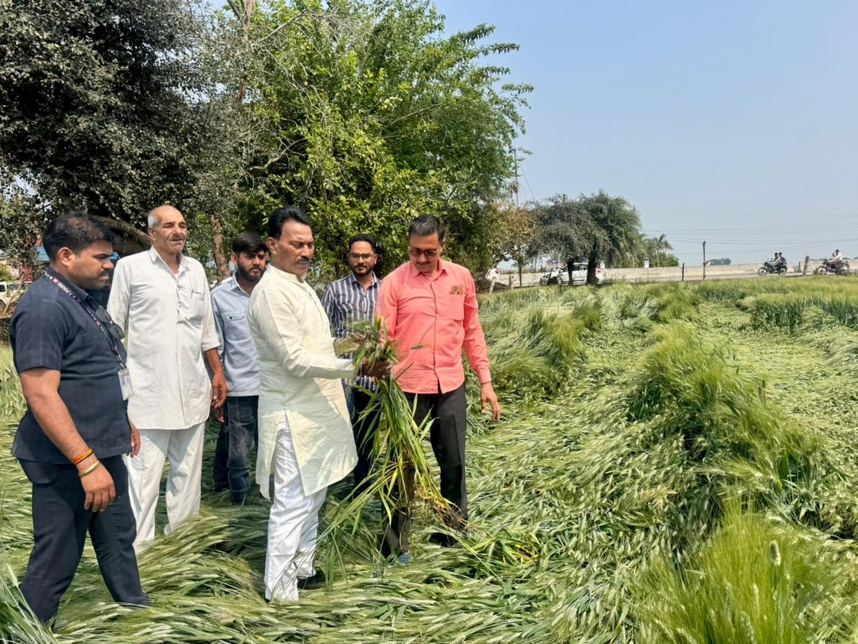 Indore News Minister Tulsiram Silawat orders crop loss survey in Sanwer after unseasonal rain