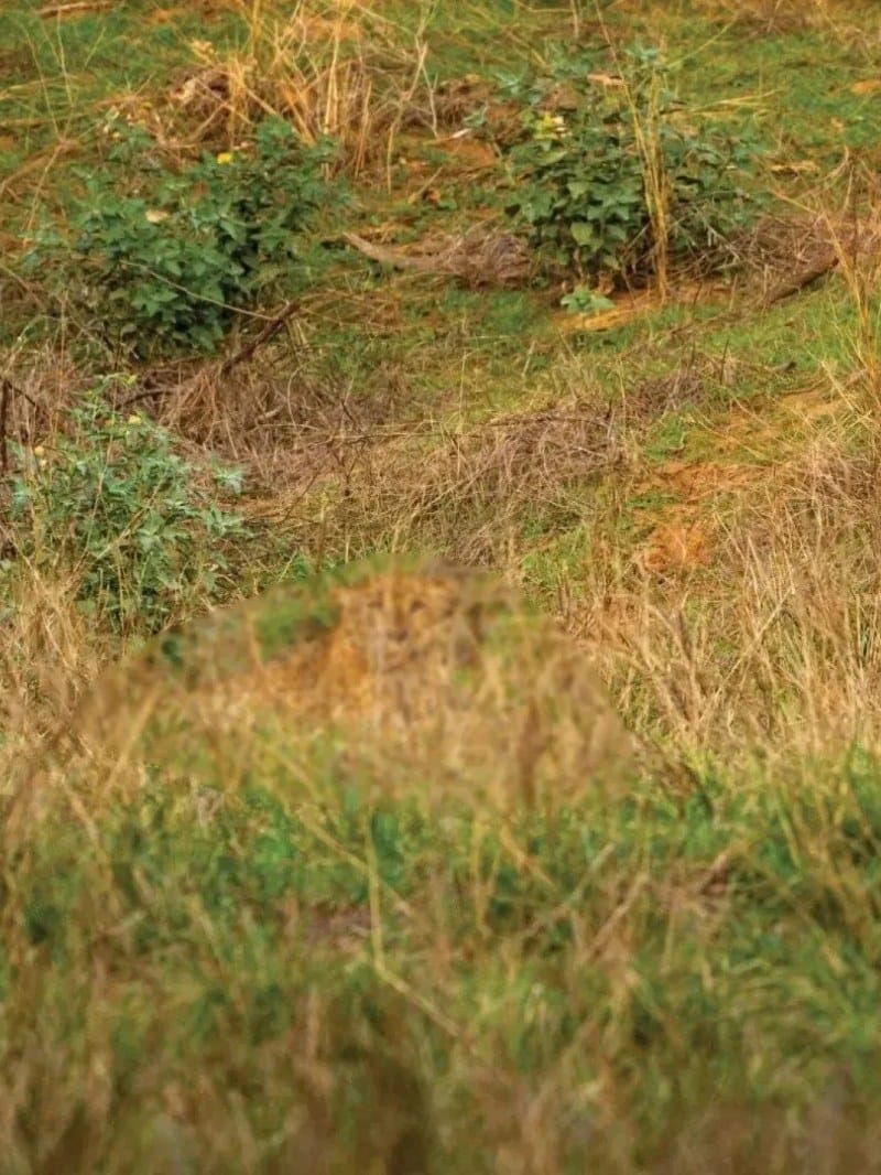 जीनियस हैं तो 9 सेकेंड में तेंदुआ को खोजकर दिखाएं