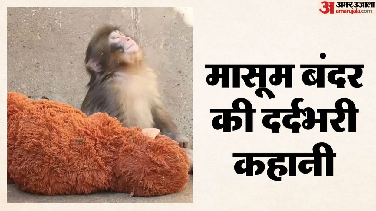 Monkey Viral Video japanese monkey punch soft toy heart touching story zoo video goes viral on internet