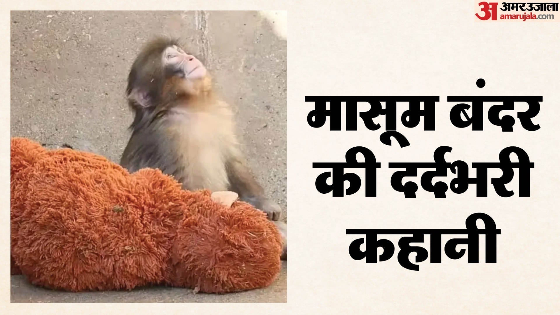 खिलौने में मां को खोजता नन्हा बंदर, मासूम की दर्दभरी कहानी ने लोगों को कर दिया भावुक