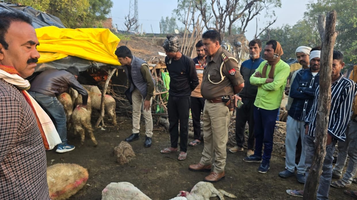 Auraiya Unidentified youth attacked sheep with sharp weapons killing 36 animals and injuring 24 accused wanted
