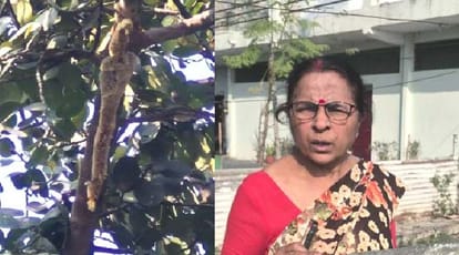 Kanpur The hive was removed from banyan tree in the stadium players started practicing on the third day