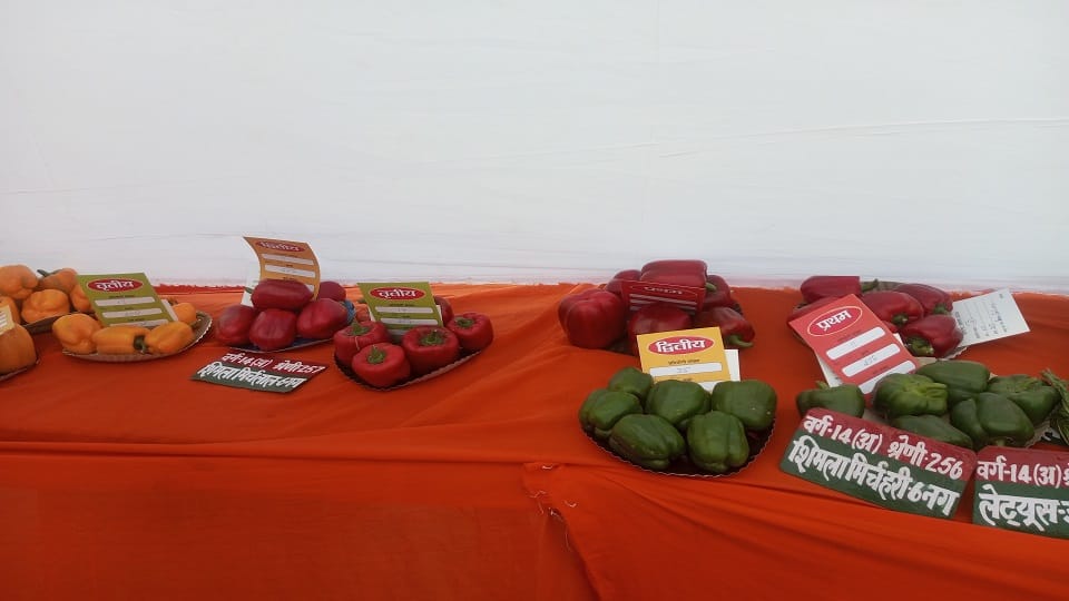 Dragon Fruit to Purple Cabbage: Unique Produce at Exhibition