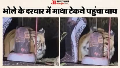 Katni News: Tiger Seen Near Forest Shivling, Sparks Faith vs Wildlife Debate; Forest Dept on Alert