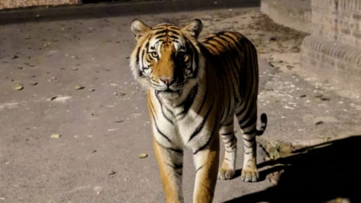 tiger arrived in front of the GM residence at the Sampurnanagar sugar mill in lakhimpur kheri
