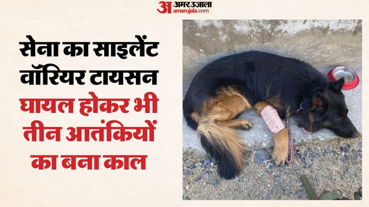 घने जंगल, पथरीले रास्ते और बंदूकों की गड़गड़ाहट: सबसे आगे था जांबाज टायसन, दुश्मन की चाल पढ़कर दी सटीक जानकारी