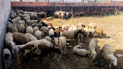 Dogs attack flock of sheep and 60 sheep died in Azamgarh