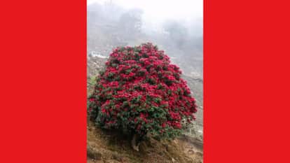 Himachal Weather changes impact rhododendrons Outer Siraj valleys bloom in February