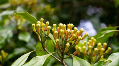 Ajab Gajab Clove tree was grown on the island of Ternate Indonesia for the first time in the world