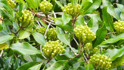Ajab Gajab Clove tree was grown on the island of Ternate Indonesia for the first time in the world