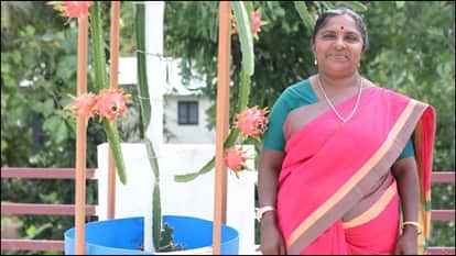 Kerala Retired Teacher Remabhai Dragon Fruit Farming Without Soil Success Story in Hindi