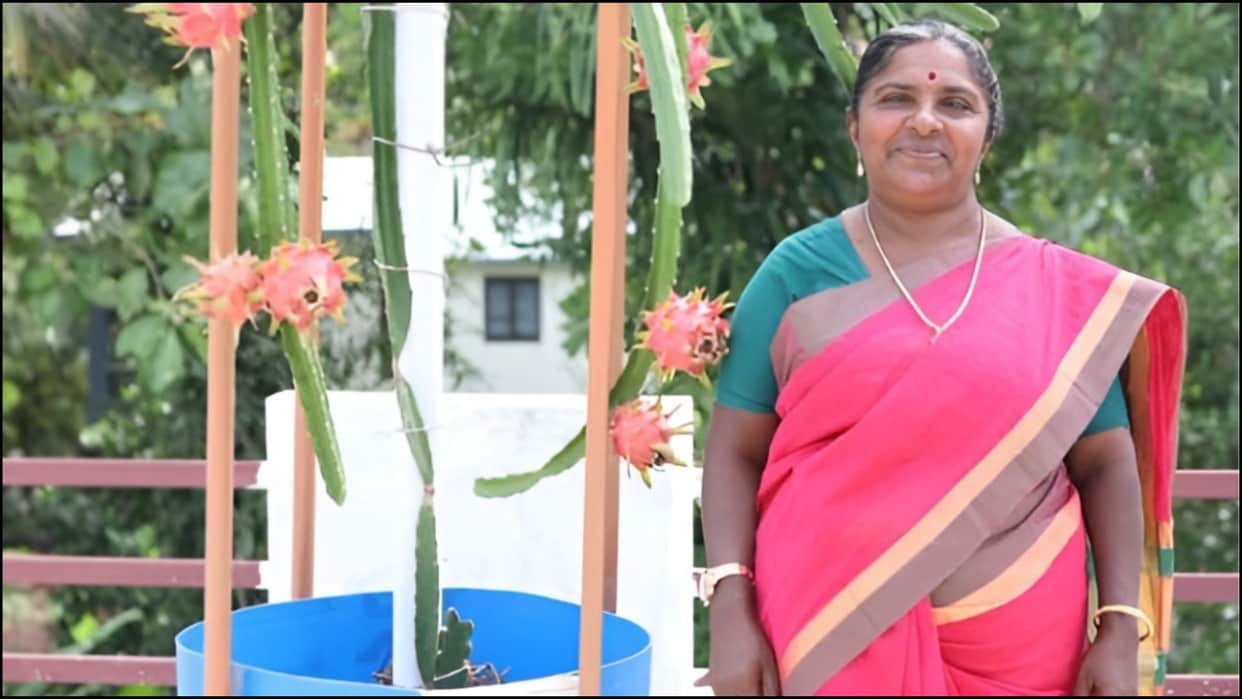 Kerala Retired Teacher Remabhai Dragon Fruit Farming Without Soil Success Story in Hindi