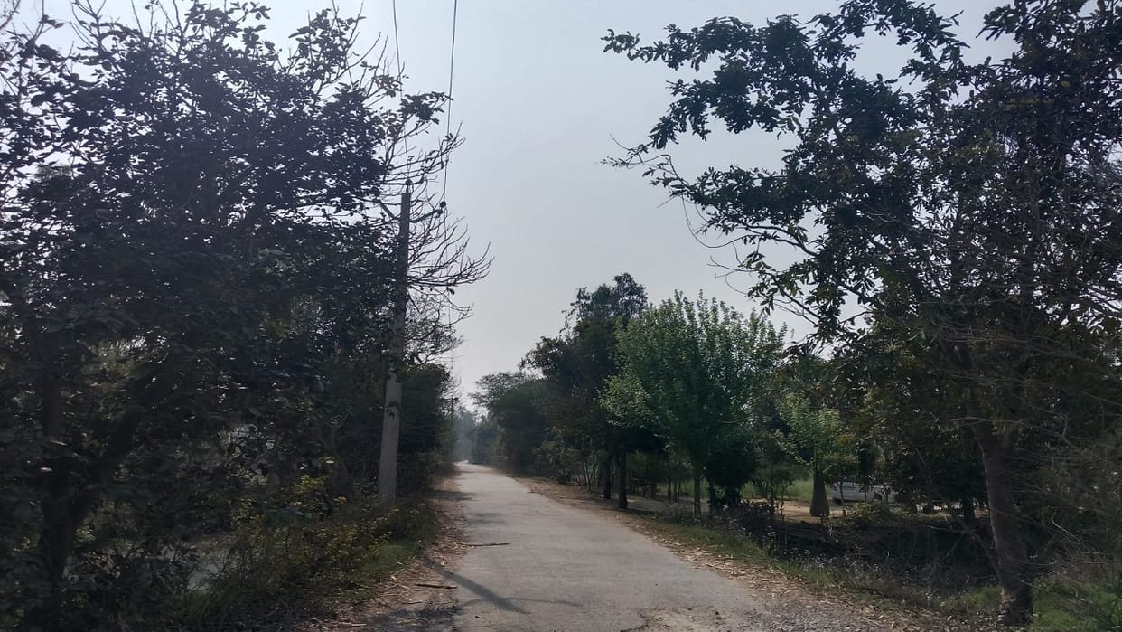 More than 2,000 trees will be cut for the widening of five roads in Bareilly