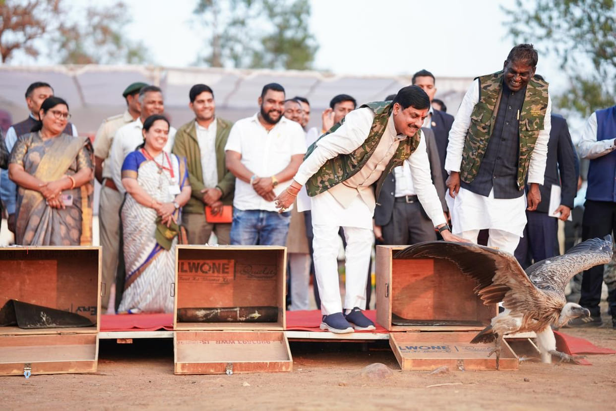 Five rare vultures released into their natural habitat at Halali Dam; CM reiterates commitment to conservation